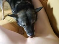 Black dog loving the pussy of a kinky lady